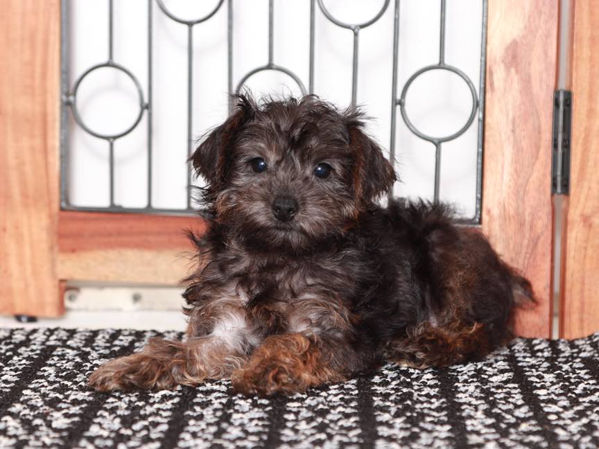 Yorkie poo breeders cheap