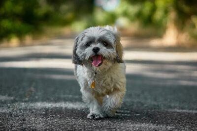 Shih Tzu Breeders Near Me