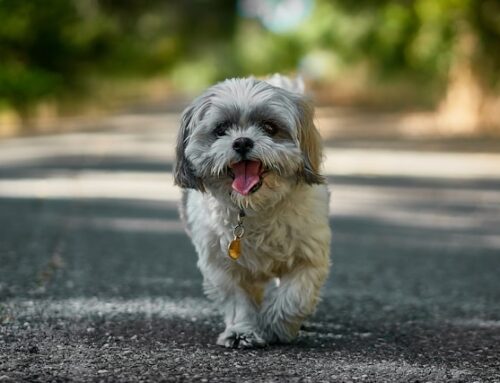 2024 Shih Tzu Breeders Near Me: The Ultimate Guide to Finding Your Perfect Pup