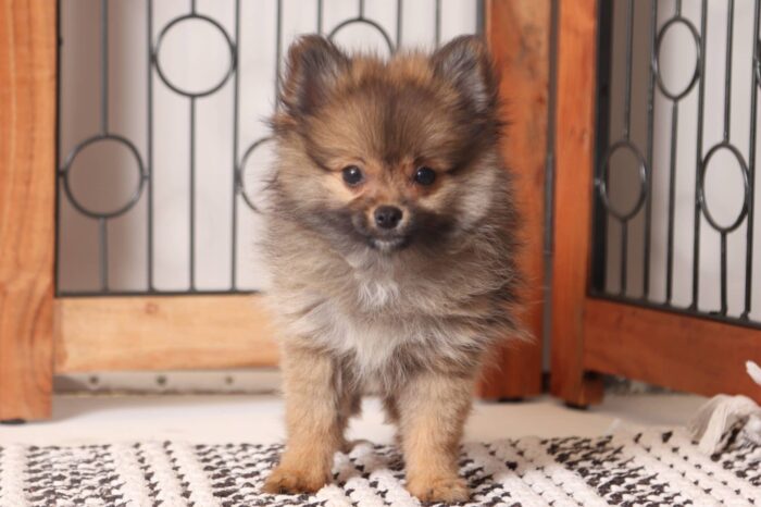Noel - Adorable Little ACA Female Pomeranian Puppy
