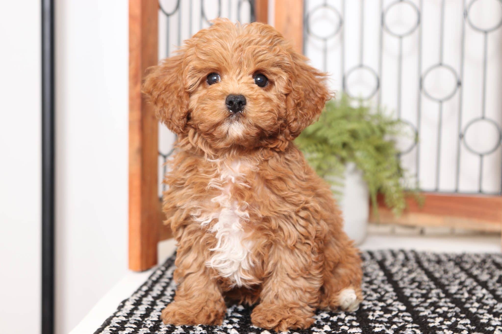 Noel - Super Female Cavapoochon Puppy - Puppies Online