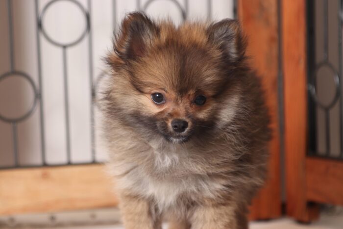 Noel - Adorable Little ACA Female Pomeranian Puppy - Image 2