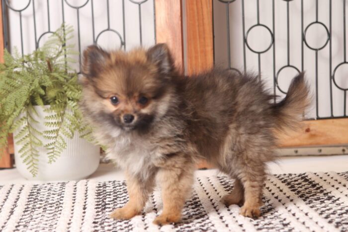 Noel - Adorable Little ACA Female Pomeranian Puppy - Image 3