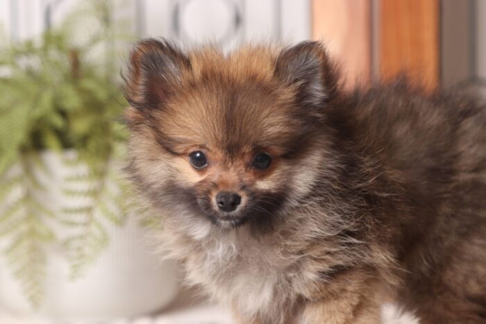 Noel - Adorable Little ACA Female Pomeranian Puppy - Image 4