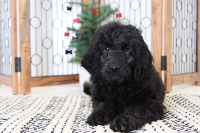 Noelle- Cuddly Female Goldendoodle Puppy