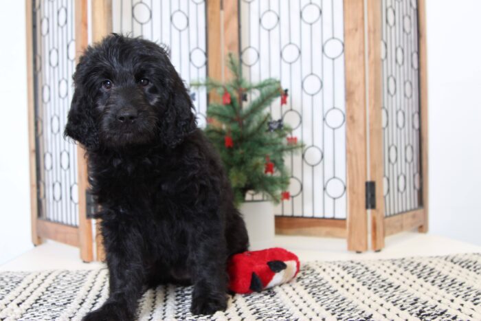 Noelle- Cuddly Female Goldendoodle Puppy - Image 2