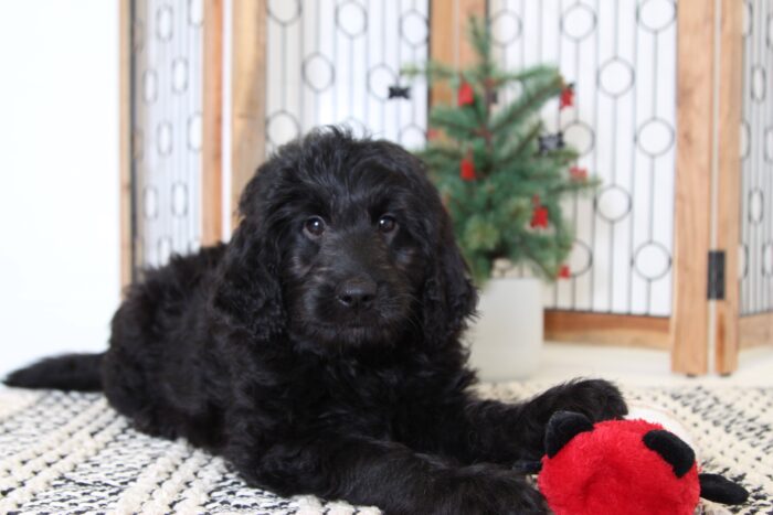 Noelle- Cuddly Female Goldendoodle Puppy - Image 3