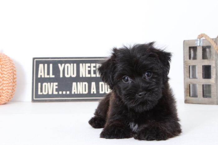 Nolan- Handsome Male Morkie Puppy - Image 2