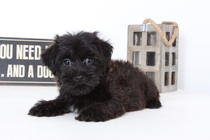 Nolan- Handsome Male Morkie Puppy - Image 3