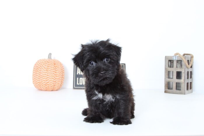 Nolan- Handsome Male Morkie Puppy - Image 4