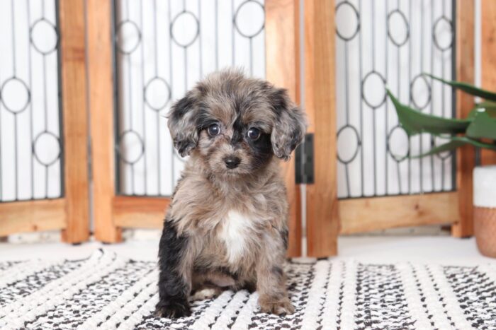 Noodles - Friendly Merle Female Mini Aussie-Poo Puppy - Image 5