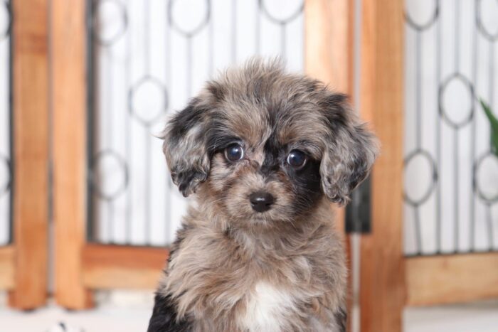 Noodles - Friendly Merle Female Mini Aussie-Poo Puppy - Image 2