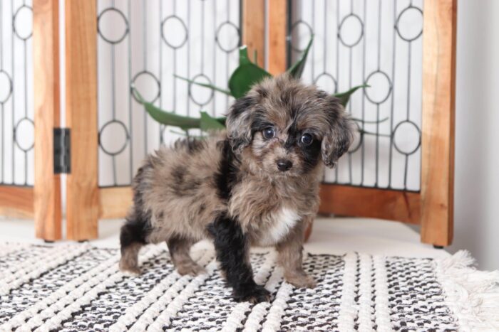 Noodles - Friendly Merle Female Mini Aussie-Poo Puppy - Image 3