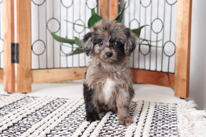 Noodles - Friendly Merle Female Mini Aussie-Poo Puppy