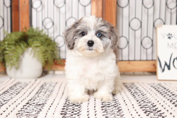 Nora- Stunning Blue/White Female Yorkie-Poo Puppy