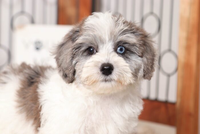 Nora- Stunning Blue/White Female Yorkie-Poo Puppy - Image 2