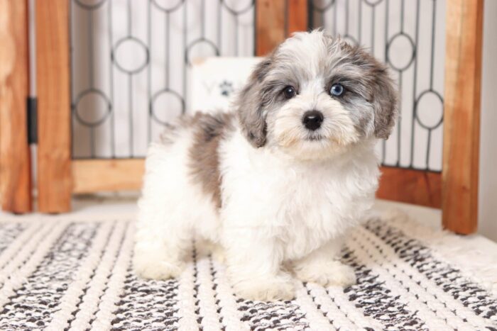 Nora- Stunning Blue/White Female Yorkie-Poo Puppy - Image 3