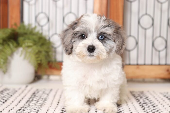 Nora- Stunning Blue/White Female Yorkie-Poo Puppy - Image 4