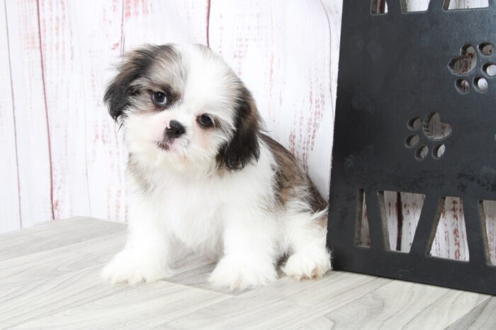 Norm - Clever ACA Male Shih-Tzu Puppy