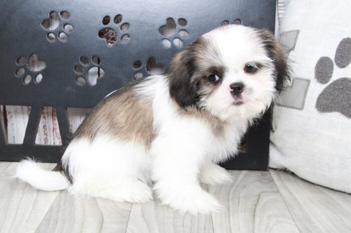 Norm - Clever ACA Male Shih-Tzu Puppy - Image 5