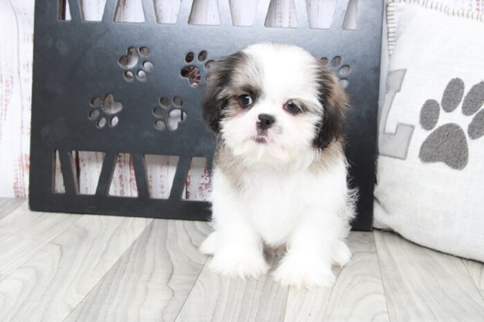 Norm - Clever ACA Male Shih-Tzu Puppy - Image 4