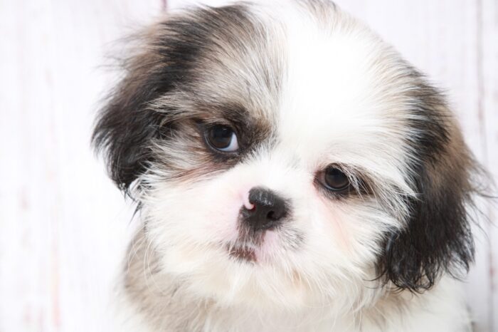 Norm - Clever ACA Male Shih-Tzu Puppy - Image 3