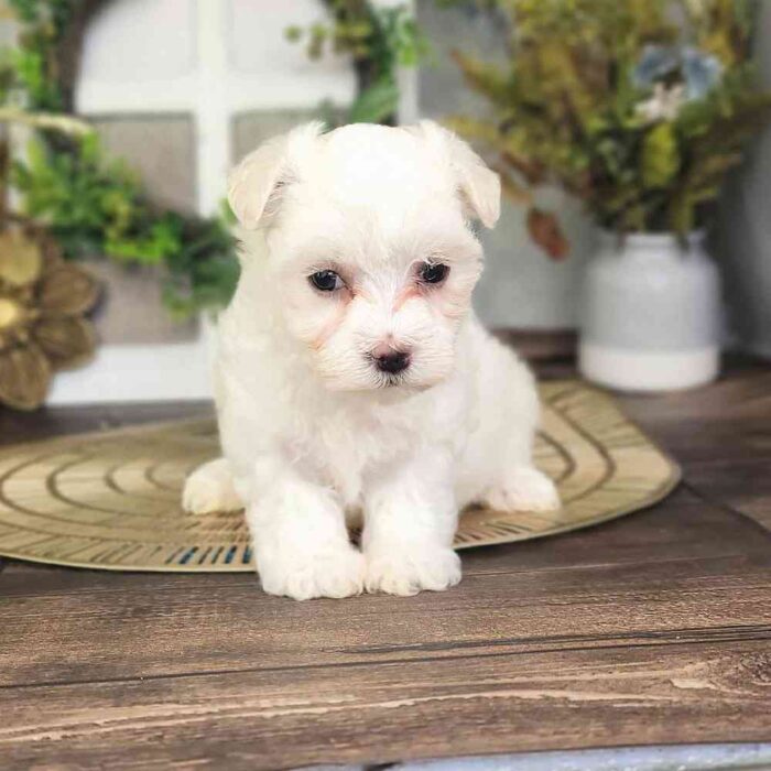 Maltese puppy