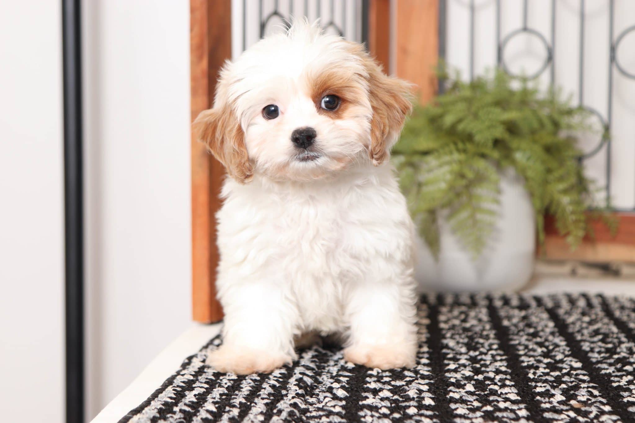 Norma - Darling Female Cavapoochon Puppy - Puppies Online