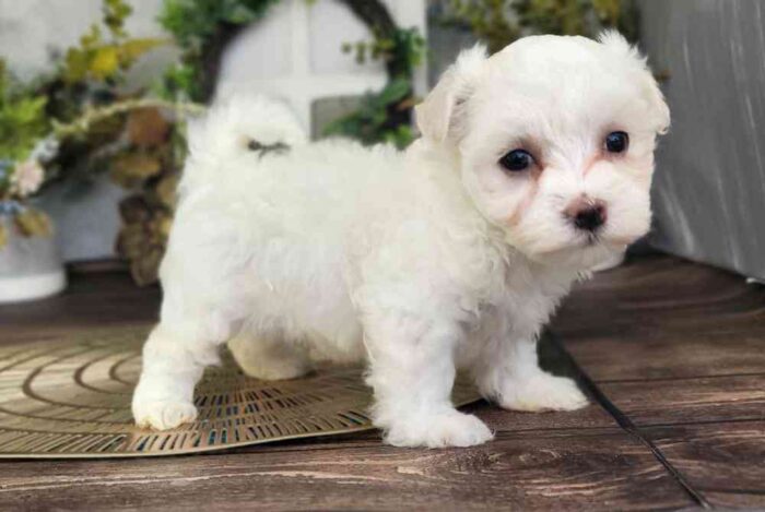 Maltese