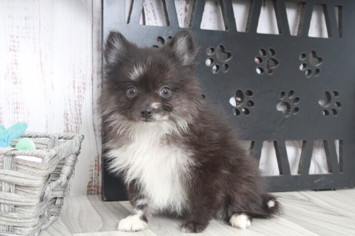 North - Fun AKC Male Pomeranian Puppy