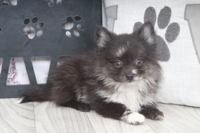 North - Fun AKC Male Pomeranian Puppy - Image 2