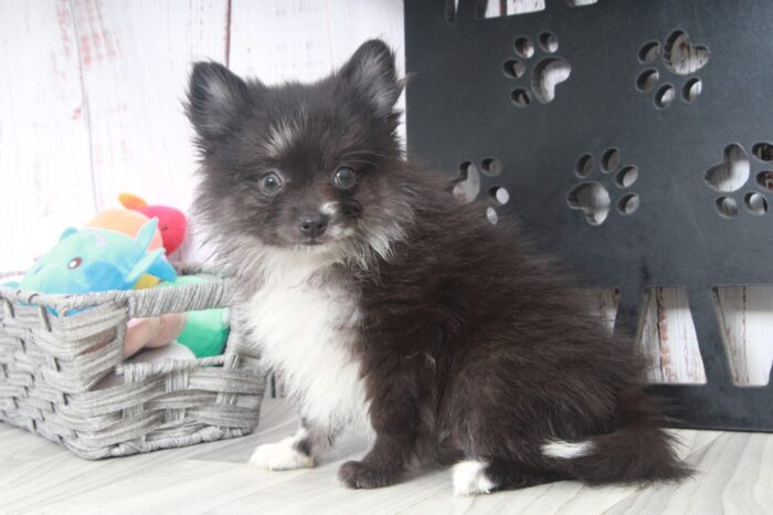 North - Fun AKC Male Pomeranian Puppy - Image 5