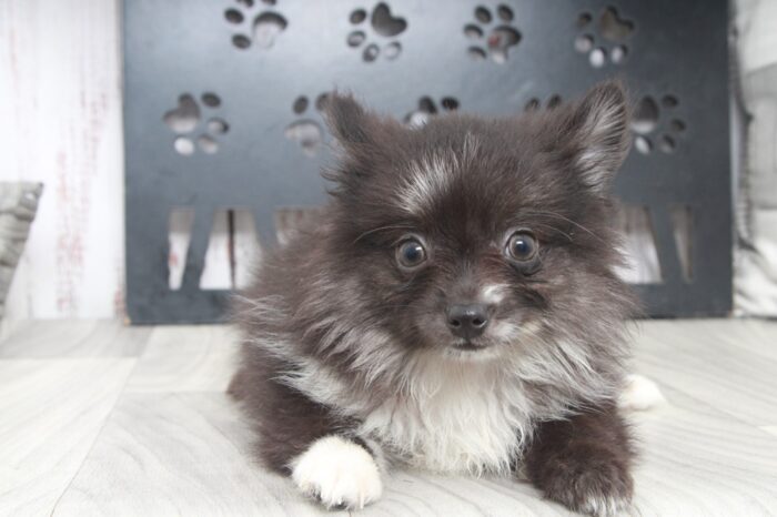 North - Fun AKC Male Pomeranian Puppy - Image 4