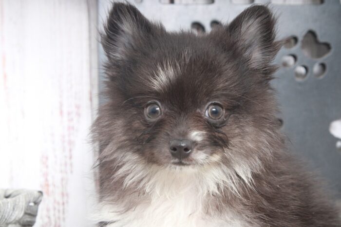 North - Fun AKC Male Pomeranian Puppy - Image 3