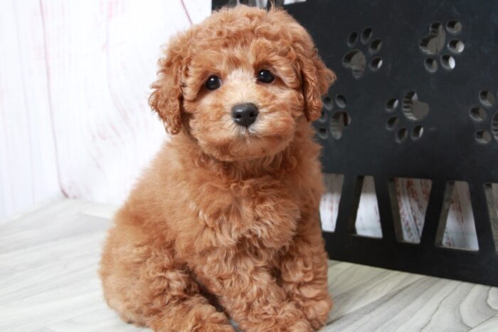 Nova - Caring Red Female Mini Poodle