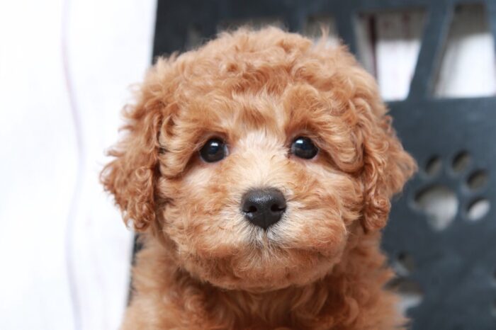 Nova - Caring Red Female Mini Poodle - Image 2