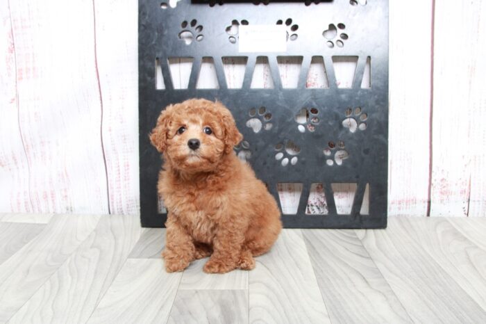 Nova - Caring Red Female Mini Poodle - Image 5