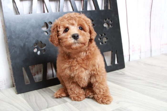 Nova - Caring Red Female Mini Poodle - Image 4