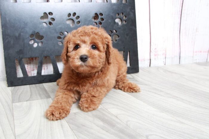 Nova - Caring Red Female Mini Poodle - Image 3
