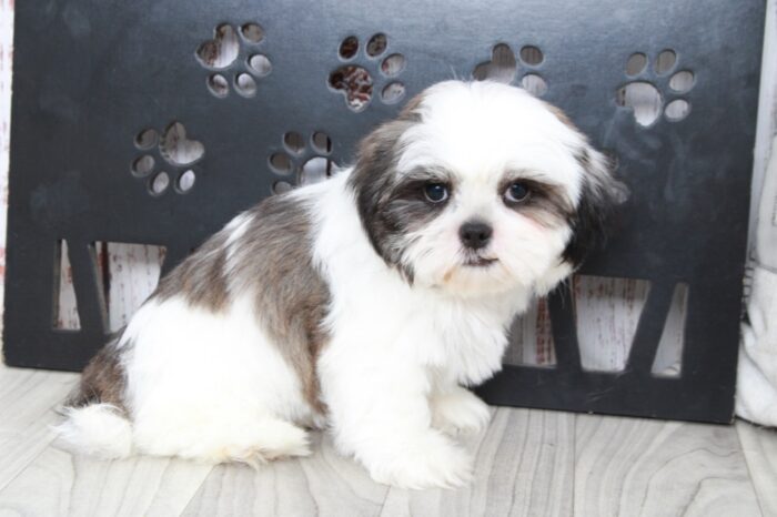 Nugget - Brave ACA Male Shih-Tzu Puppy