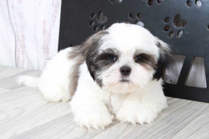 Nugget - Brave ACA Male Shih-Tzu Puppy - Image 2