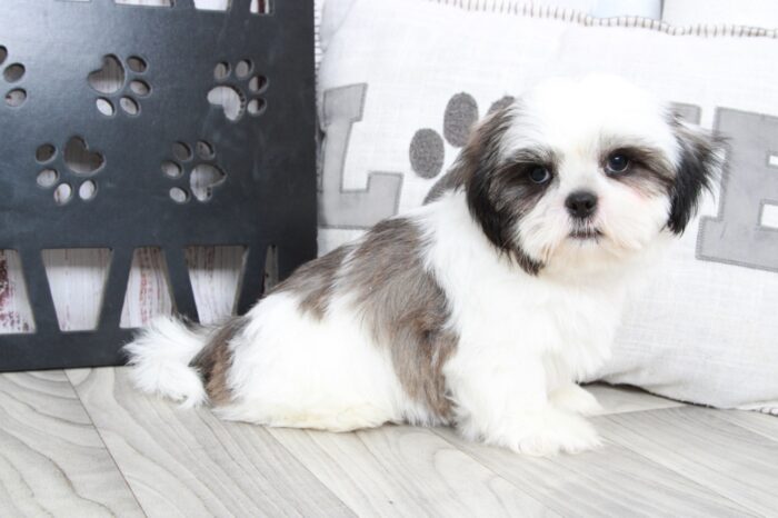 Nugget - Brave ACA Male Shih-Tzu Puppy - Image 4