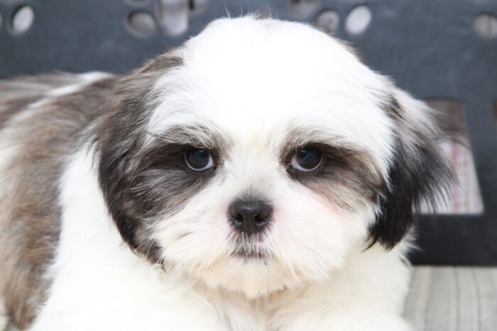 Nugget - Brave ACA Male Shih-Tzu Puppy - Image 3