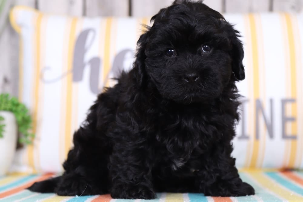Oakley - Adorable Shih-Poo