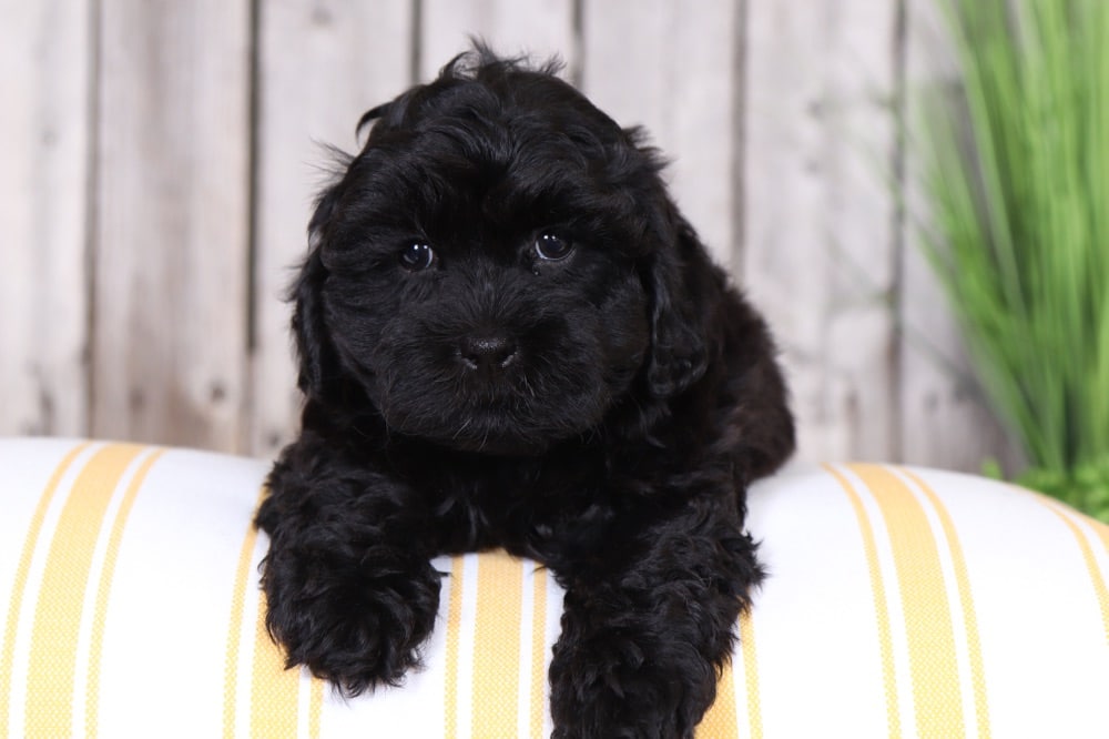 Oakley - Adorable Shih-Poo - Image 2