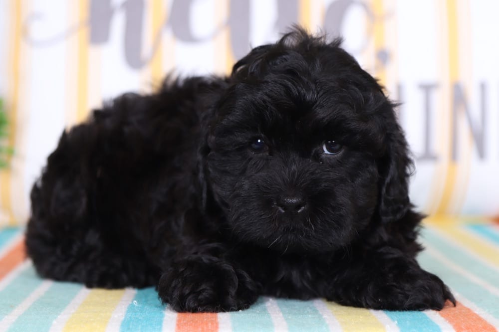 Oakley - Adorable Shih-Poo - Image 3