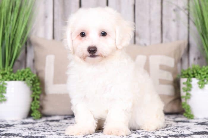 Oats - Cute Maltichon - Image 3