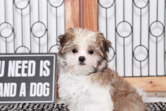 Octavia- Sweetest Little Female ICA Malshi Puppy