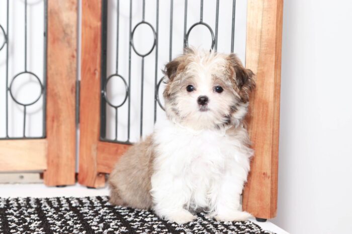 Octavia- Sweetest Little Female ICA Malshi Puppy - Image 2