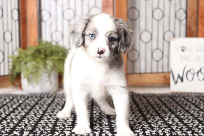 Odessa  - Stunning Little Female Cavapom Puppy